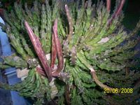 Stapelia variegata