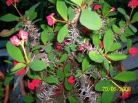 Euphorbia milii