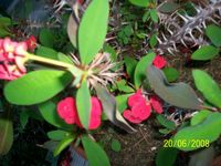 Euphorbia milii