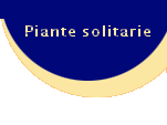 Piante solitarie