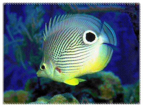pesci-per-acquari_O1.jpg