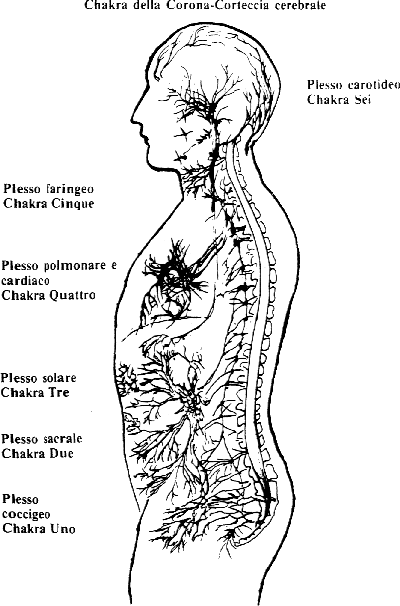 I chakra corrispondono ai gangli nervosi
