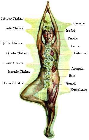 I 7 Chakras sono in corrispondenza ad alcuni organi del corpo