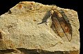 Paleobotanica -foglia fossile 4