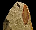 Paleobotanica -foglia fossile 5