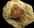 Paleobotanica -foglia fossile 6