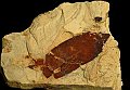 Paleobotanica -foglia fossile 7