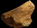 tronco fossile 2