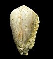 Conus pyrula (Brocchi, 1814)