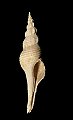 Fusinus longiroster (Brocchi, 1814)