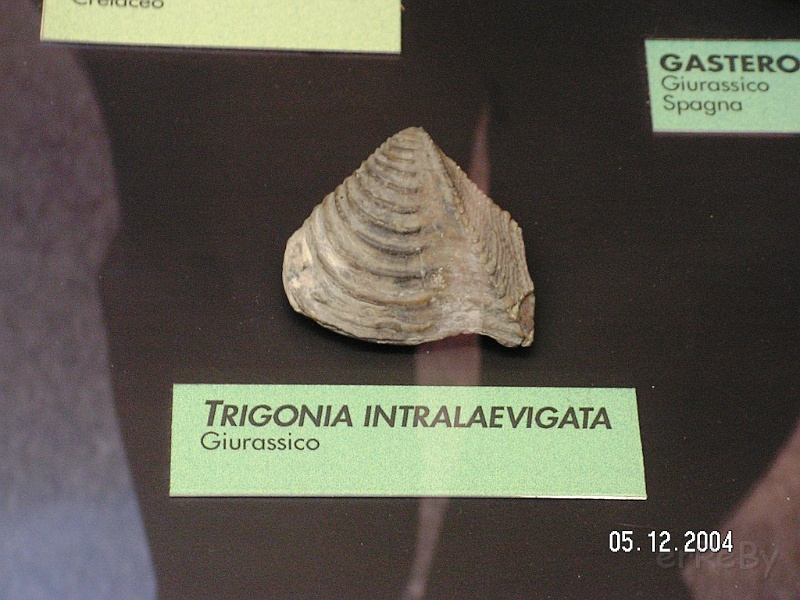 Museo storia naturale Genova 023.jpg