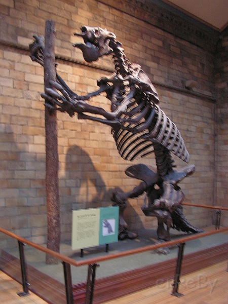 Natural History Museum (20).JPG