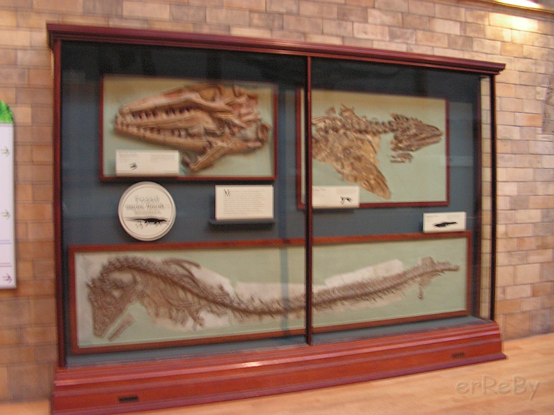 Natural History Museum (24).JPG
