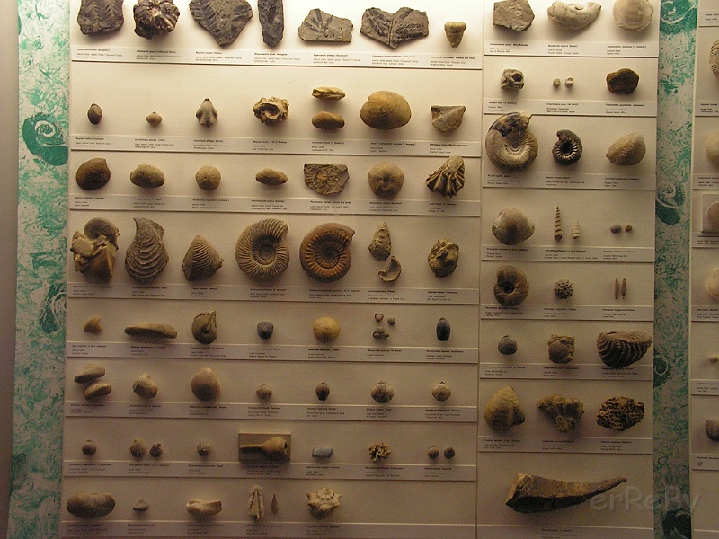 Natural History Museum (26).JPG