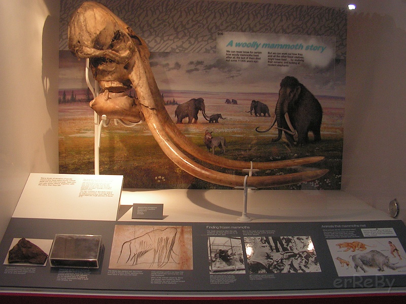 Natural History Museum (44).JPG