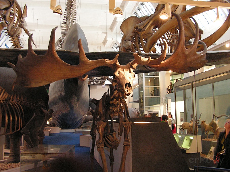 Natural History Museum (52).JPG