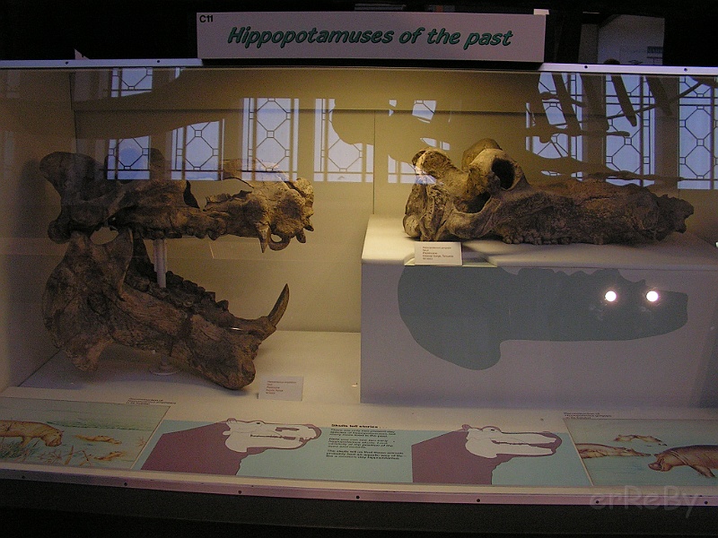 Natural History Museum (61).JPG