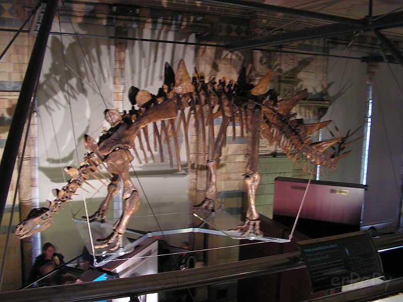 Natural History Museum (87).JPG