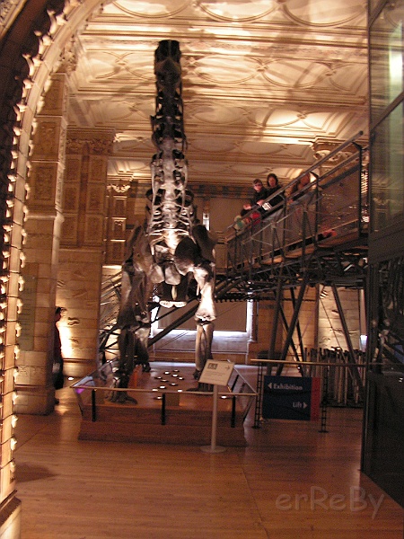 Natural History Museum (95).JPG