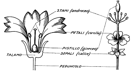 stami (androceo) - petali (corolla) - pistillo (gineceo) - sepali (calice) - talamo - peduncolo