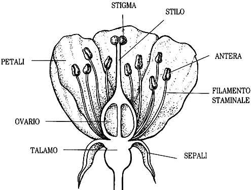 stigma - stilo - antera - filamento staminale - sepali - talamo - ovario - petali