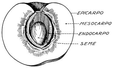 epicarpo - mesocarpo - endocarpo - seme