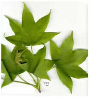 liquidambar