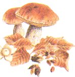 Funghi