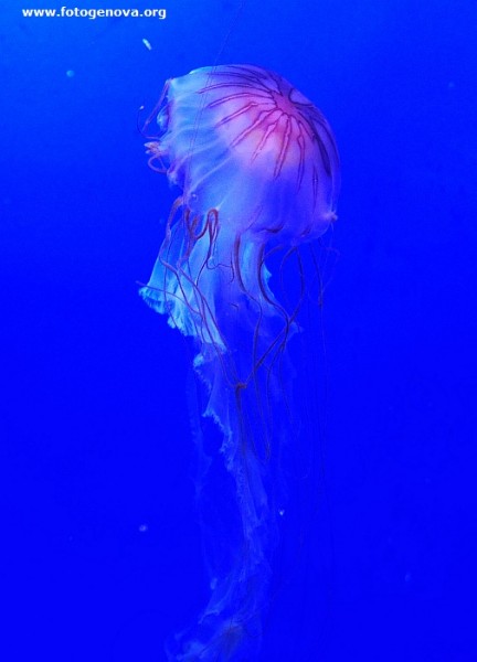 acquario di genova (20).jpg