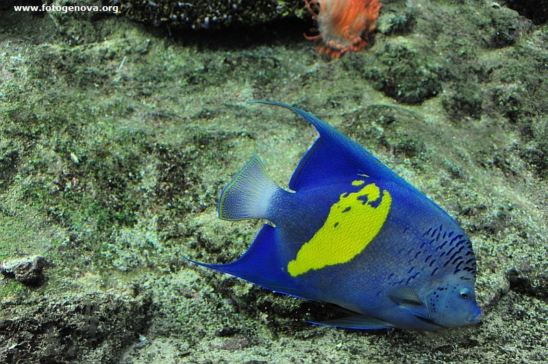 acquario di genova (28).jpg