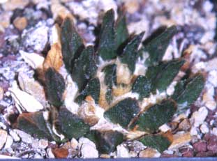 Ariocarpus scaphirostris