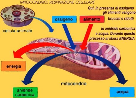 mitocondrio