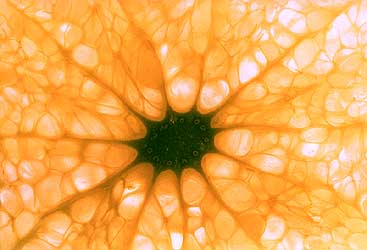 Una fetta di mandarino fotografata in trasparenza.