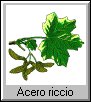 Acer platanoises