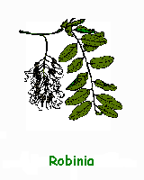 Robinia pseudacacia