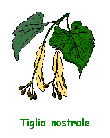 Tilia platiphyllos