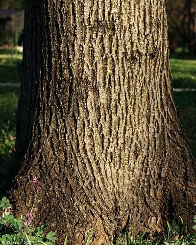 corteccia Tiglio nostrale