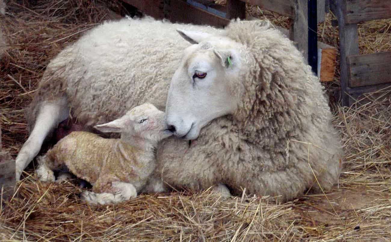 agnello con mamma