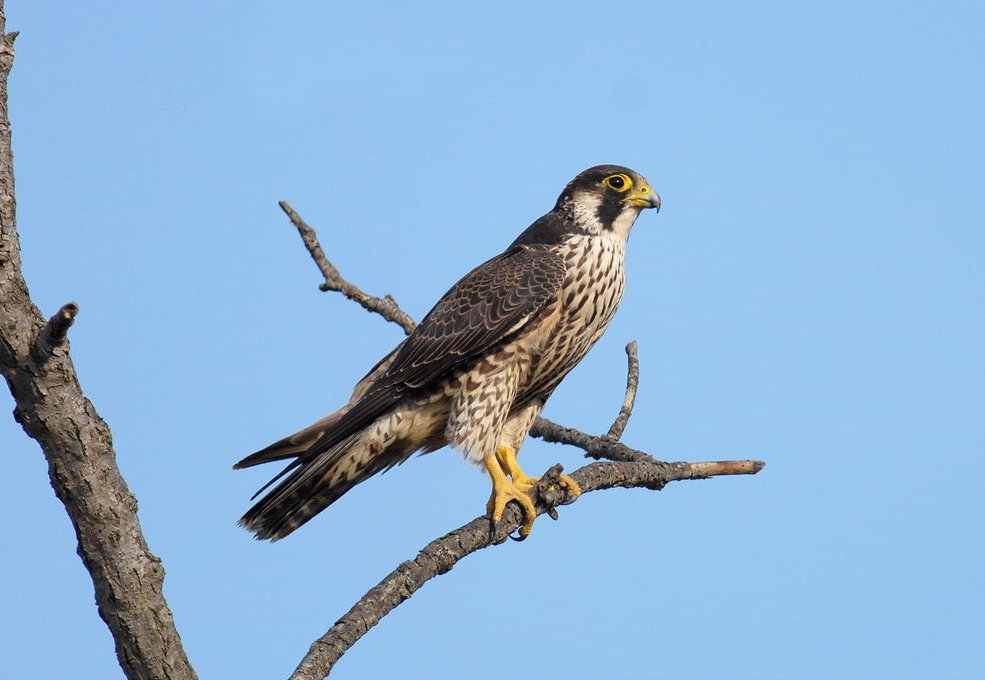 falco pellegrino