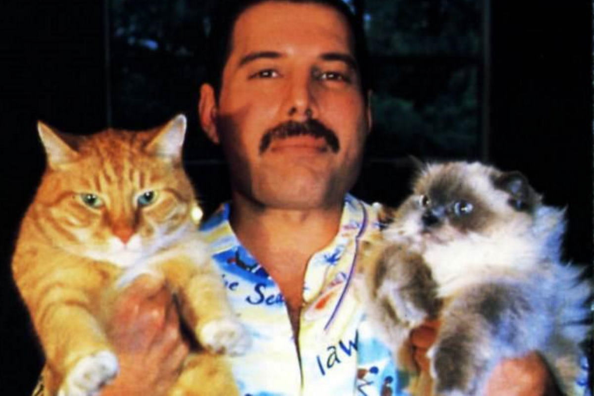 Freddy Mercury gatto-1.jpg