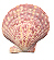 Aequipecten opercularis