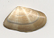 Donax semistriatus