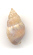 Nassarius corniculus