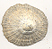 Patella caerulea