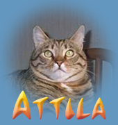 Visita l'album di Attila