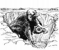 Mammut ritrovato congelato in Siberia nel 1901. 