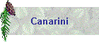Canarini