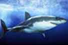 Squalo bianco (White shark)