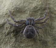 melanocoryphus albomaculatus