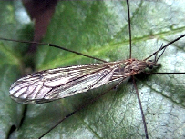 tipula